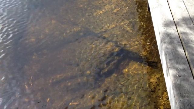 tadpoles смотреть онлайн
