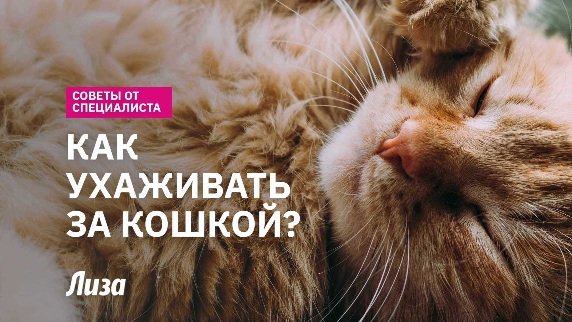 🥰 🐈 Как ПРАВИЛЬНО заботиться о КОШКЕ? ТОП-СОВЕТЫ об уходе, здоровье и питании от специалиста!