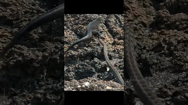 #snake #foryoupage #animalsoftiktok #wildlifeoftiktok смотреть онлайн