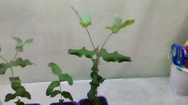 Пересадка в тестовом режиме, эвкалиптов на автополив в месяц смотреть онлайн