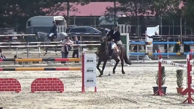 Wavo Chimera *2011 (Charisma X Papillon)