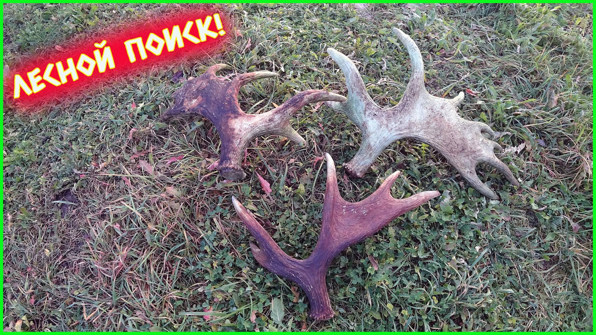 ЛЕСНЫЕ ТРОФЕИ!! РОГА ЛОСЯ И МЕТАЛЛОЛОМ! смотреть онлайн