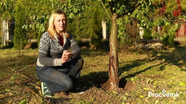 КАК ИЗБАВИТЬСЯ ОТ ПНЕЙ И ПОРОСЛИ ЛЕГКО И БЫСТРО? Биолог поделилась самыми эффективными способами смотреть онлайн