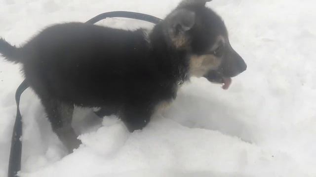 Щенок впервые видит снег смотреть онлайн
