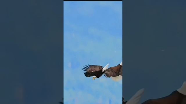 Орел смотреть онлайн