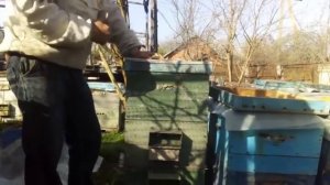 2-х и 3-х маточное содержание (продолжение) - Отвечаем подписчикам и хейтерам.