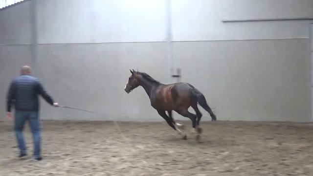 Air Jordan x Berlin x Acorado x Cento x Heartbreaker 3y gelding смотреть онлайн