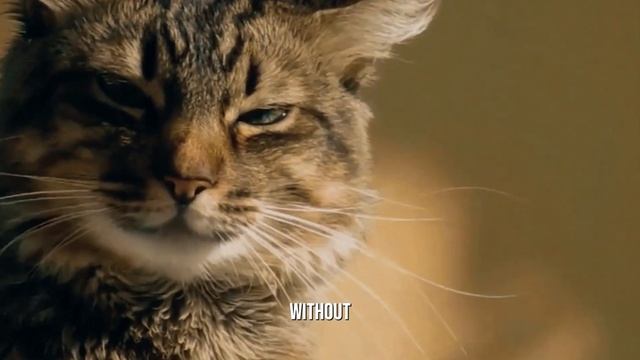 The Spiritual Significance Behind Cat Colors смотреть онлайн