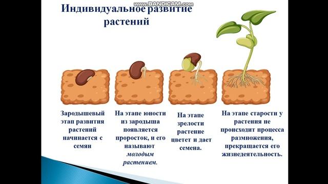 7 класс смотреть онлайн