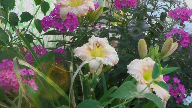 Сегодня Резонанса День! День Вдохновенья и Присутствия! смотреть онлайн