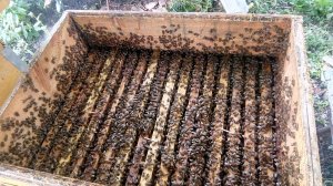 Деление пчелиной семьи на пол-лета