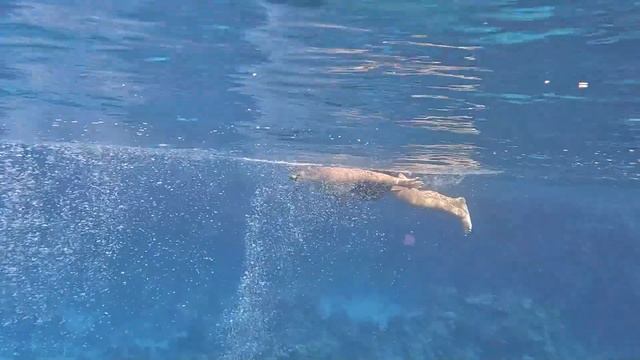 These Diving Tips Could Save Your Life Red Sea This Relaxation Video Founded Under Water