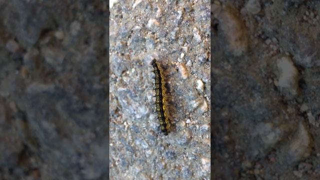 caterpillar butterfly смотреть онлайн