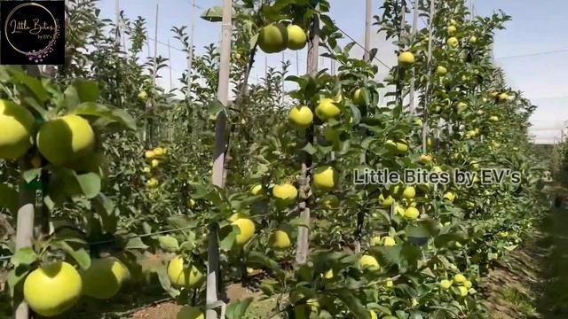 ORCHARD-Apple Picking(Family Fun Time)🍎🍎🍎