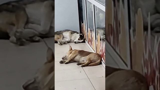 VID-20241020-WA0012.mp4 смотреть онлайн
