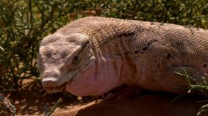 Варан на охоте.