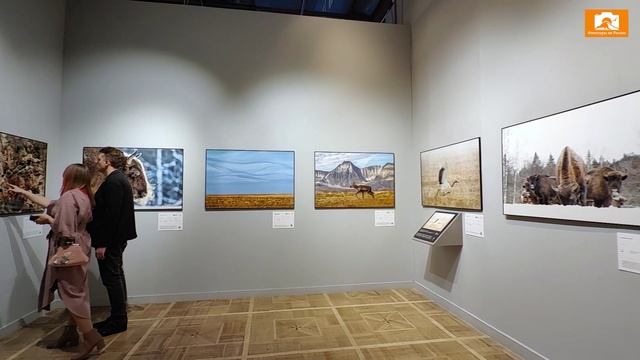 Золотая черепаха 2024 смотреть онлайн