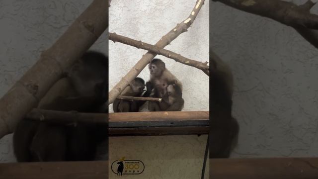 [BraveDown.Com] [VK Video] [1730116872] смотреть онлайн