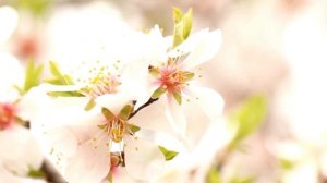 Медитация от переедания "Цветущий сад" для формирования и усиления чувства насыщения