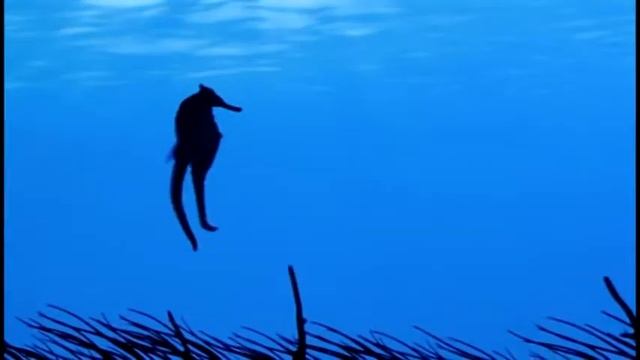 Aquarium.mpeg смотреть онлайн