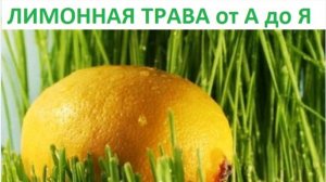 Лимонная трава от А до Я.