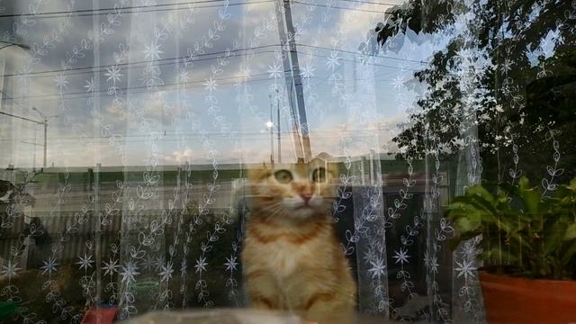 The kitten looks out the window, he wonders what is out there on the street смотреть онлайн