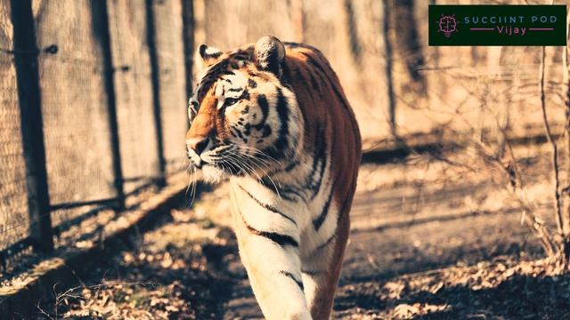 How to Choose A Friend | Self Discipline | Purunanooru | Succiint Pod смотреть онлайн