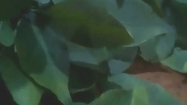Kya Aap Golden Apple plant ko karib se jante hai(111) смотреть онлайн