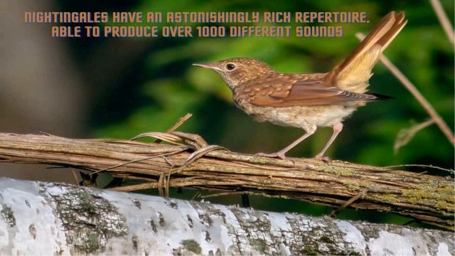 Bird songs - A very magical song of Nightingale. смотреть онлайн