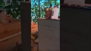 Развитие пчёл от пчелопакета до сильной семьи. Личный опыт.