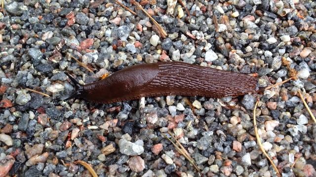 slug смотреть онлайн
