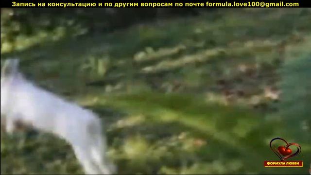 Квантовая реальность .Эксперименты Р.Пеош и М.Эдемса над цыплятами и кроликами. смотреть онлайн