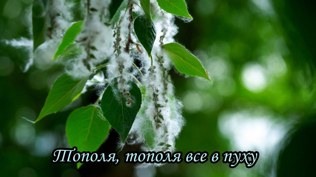 Тополя, тополя все в пуху смотреть онлайн