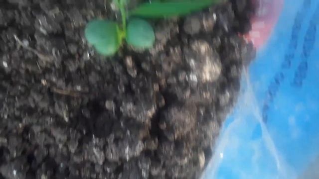 My Granny Smith apple in Jamaica смотреть онлайн