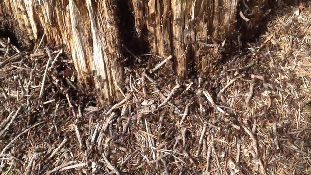 spring anthill смотреть онлайн