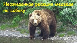 Неожиданная реакция медведя на собаку.