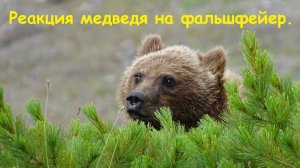 Реакция медведя на фальшфейер.
