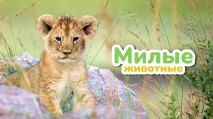 Милые Животные в Живой Природе | BittyBeam Для Детей