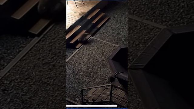 Незваный гость на турбазе в Воронеже #shorts