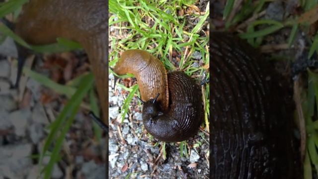 pare of slugs смотреть онлайн