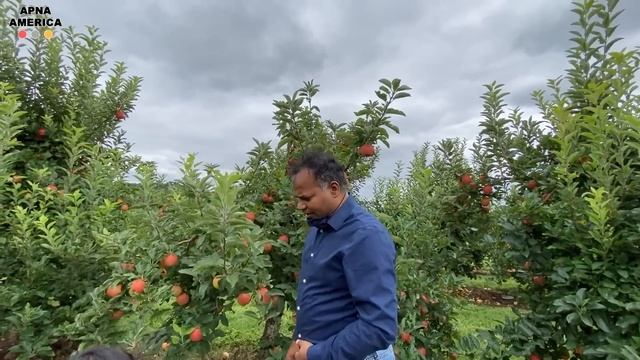 सेब का बग़ीचा का मनोरम दृश्य Apple Orchard field Trip जितना मर्ज़ी खाओ Apple picking USA- Apple far смотреть онлайн