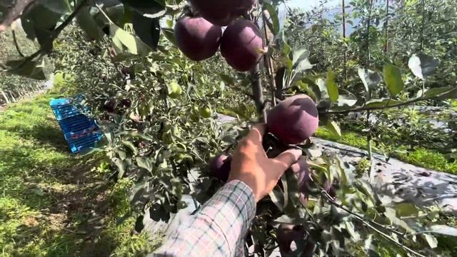 king roat and mema mester apple harvesting 2023 смотреть онлайн