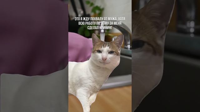 Оперативно сделаем уборку к нужному времени⏳ #клининг #клининговаякомпания #уборка #мем #юмор смотреть онлайн