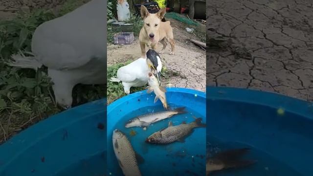 I guess this bird doesnt know what the fish tastess like.#fishing #birds #birdfishing #cutedog смотреть онлайн
