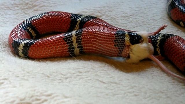 snake and the mouse. breakfast_10 смотреть онлайн