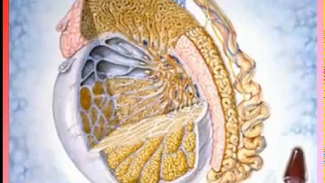 Как избавиться от импотенции Эндорфинотерапия смотреть онлайн