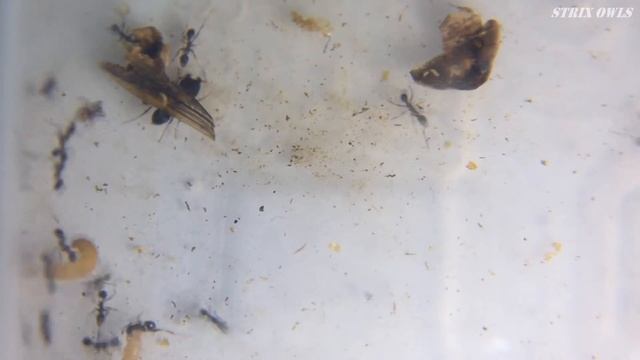 Life cycle, Pheidole yeensis, Tenebrionidae смотреть онлайн