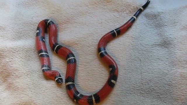 snake and the mouse. breakfast_13 смотреть онлайн