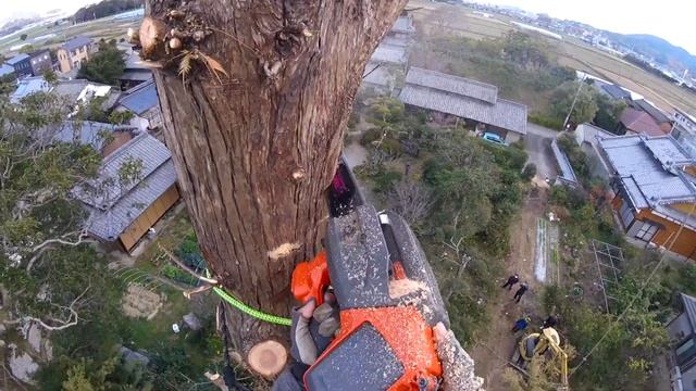 Pruning Tree Kageyama Tree Service vol 17 Arborist 空師 剪定 ツリークライミング смотреть онлайн