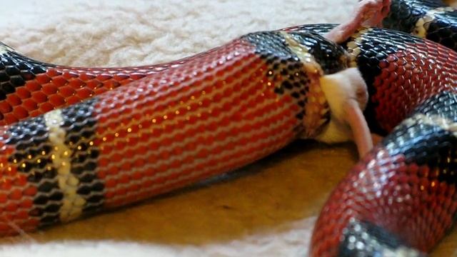snake and the mouse. breakfast_11 смотреть онлайн